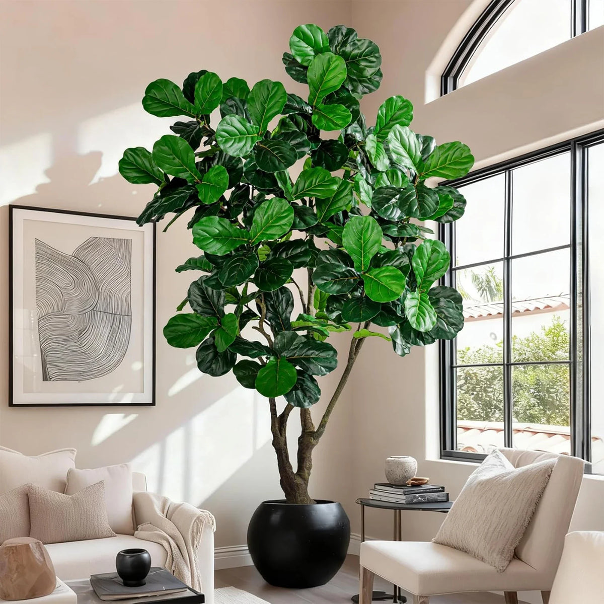 The 6ft, 7ft and 8ft fiddle leaf figs shown together for height comparison