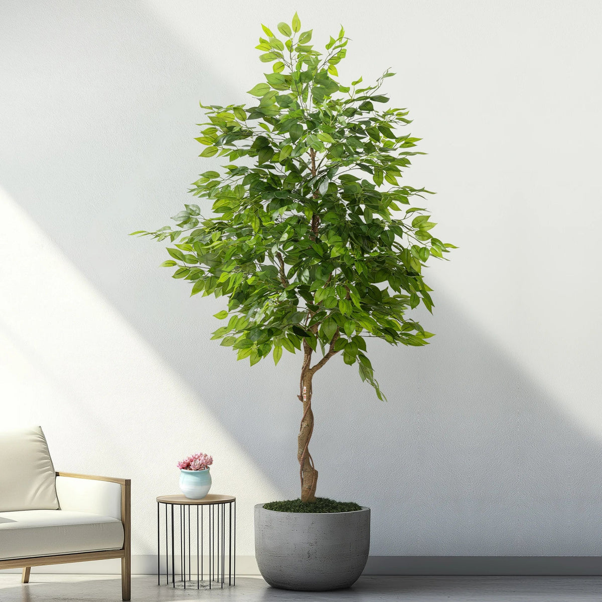 The sculpted bonsai trunk twisting up from the base into the leafy crown
