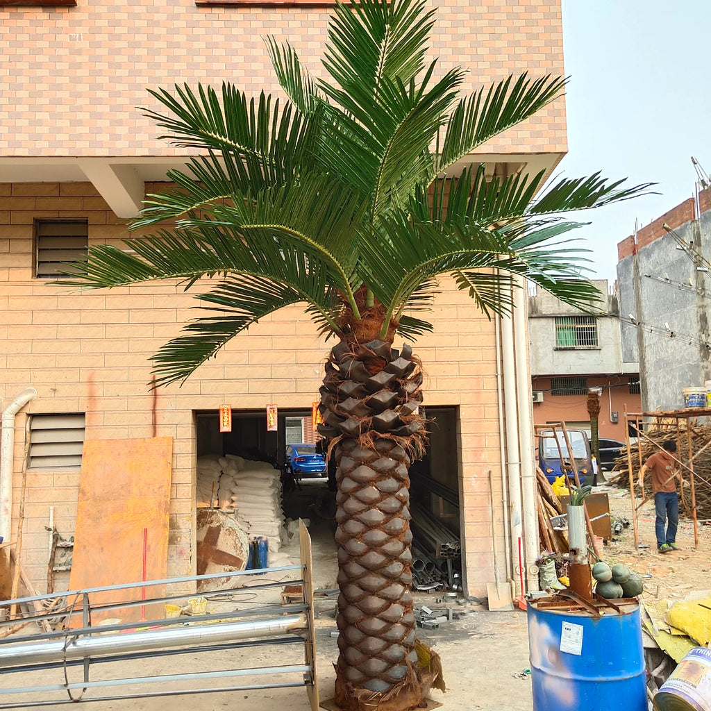 Close-up of the date palm fronds showing the stiff leaflets along each rib