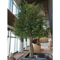 Artificial banyan tree shaped to order, dense ficus foliage on a spreading crown