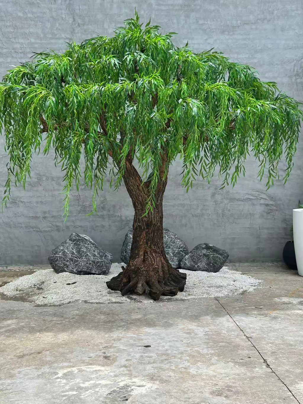 The 3.5m weeping willow planted outdoors beside a lawn in a garden