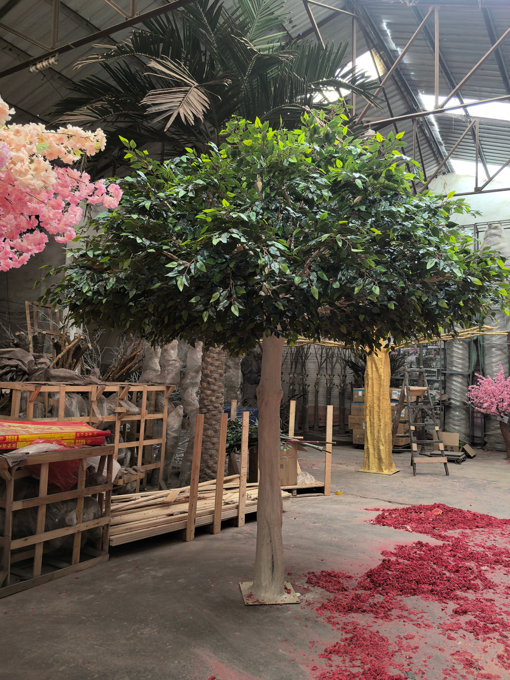 The large ficus tree indoors, its canopy spreading above the floor
