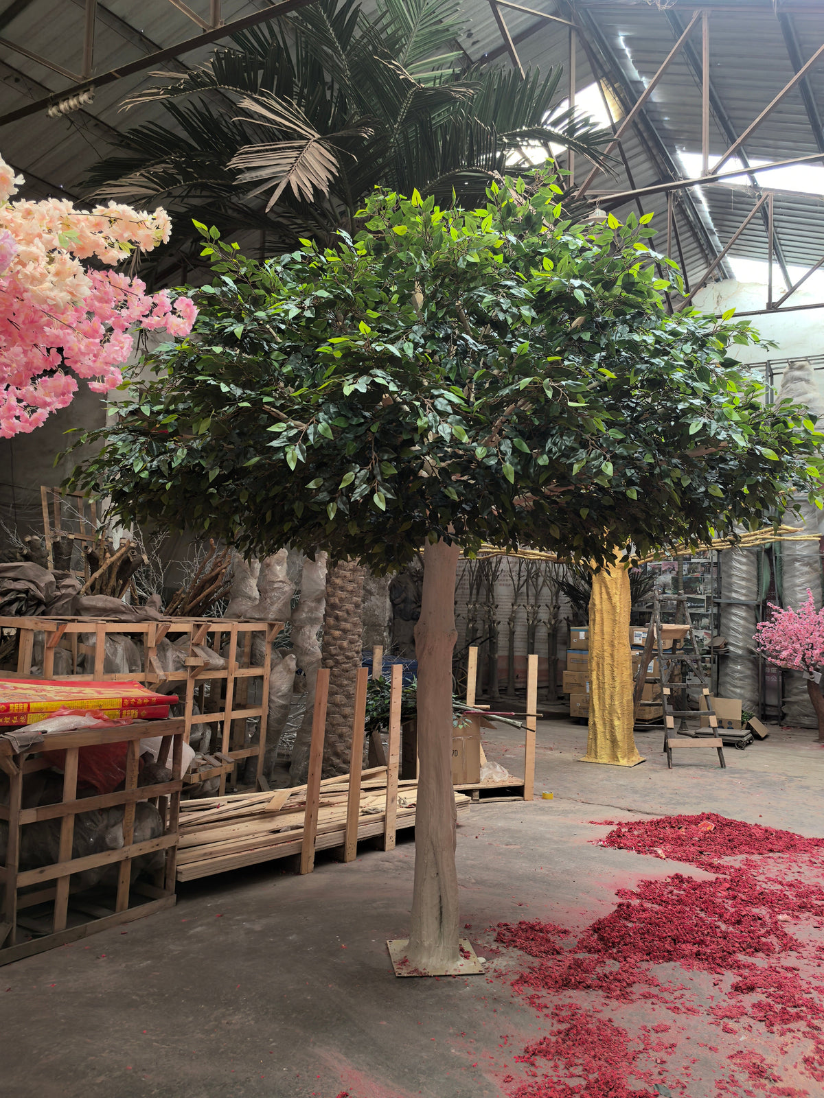 The large ficus tree indoors, its canopy spreading above the floor
