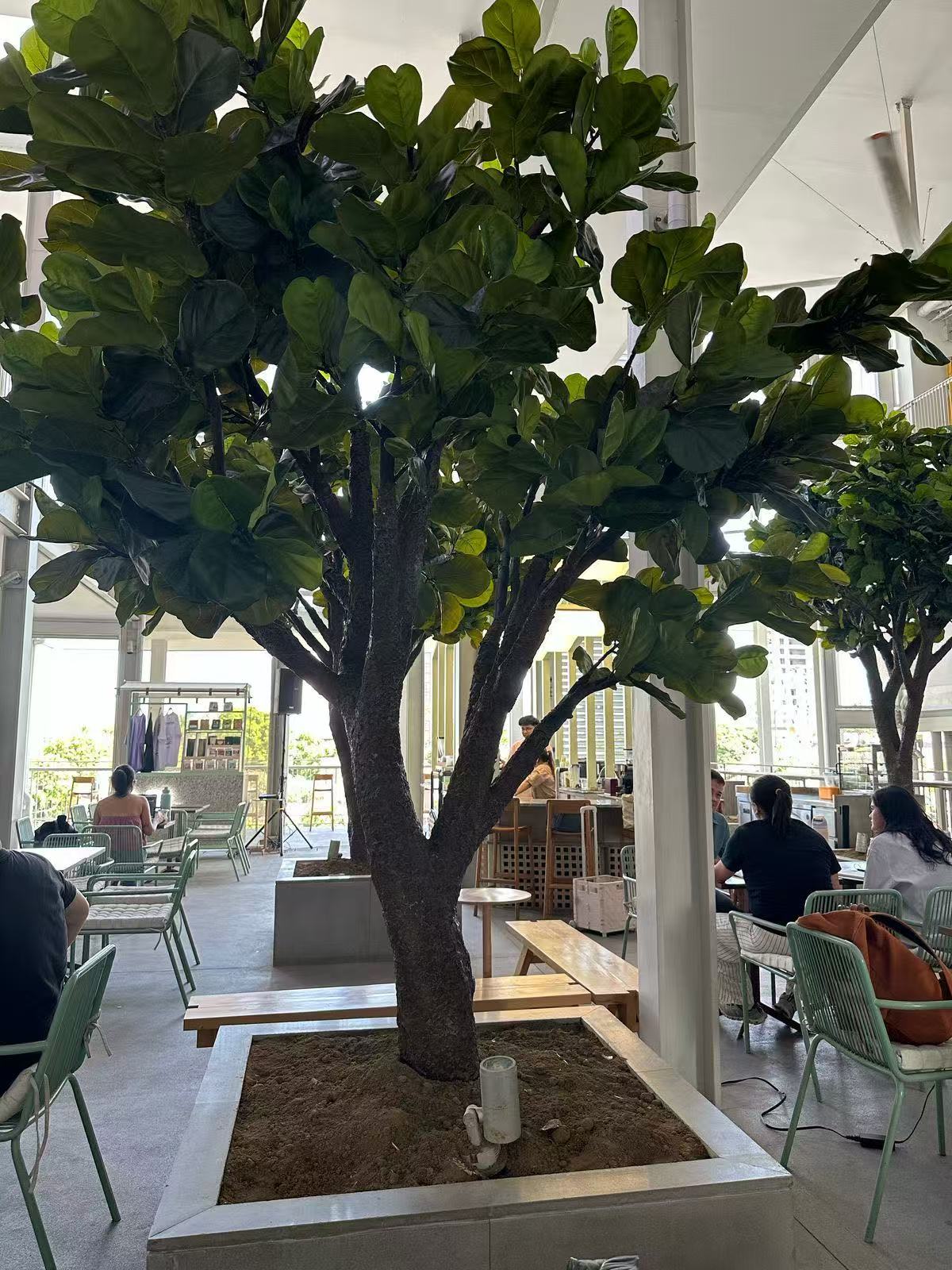 The crown of the 4m fig tree seen from below against a bright ceiling