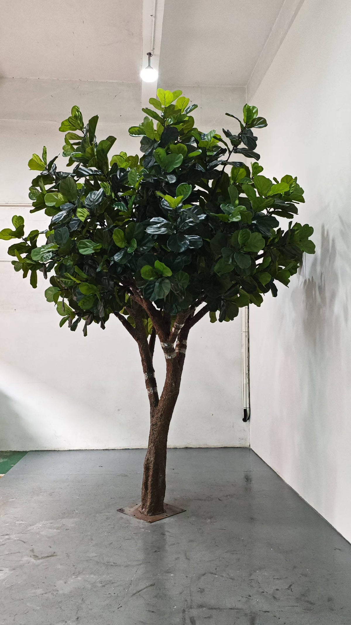 Leaves layered thickly along the upper stems of the 13ft fiddle leaf fig