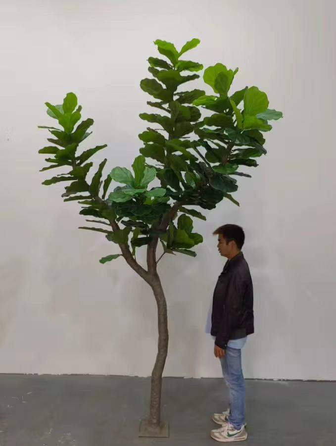 A single fiddle leaf held flat to show its full violin-like shape
