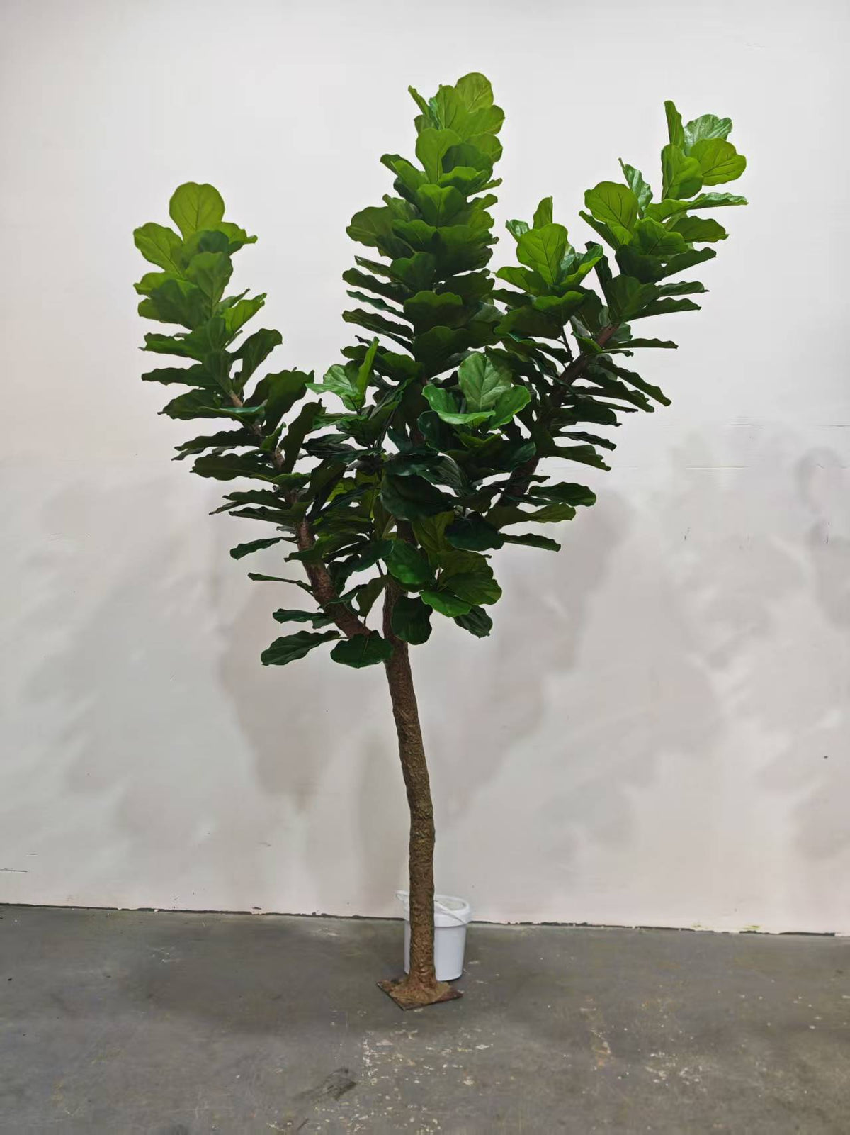 The fig tree beside a doorway, giving a sense of its full 10ft height