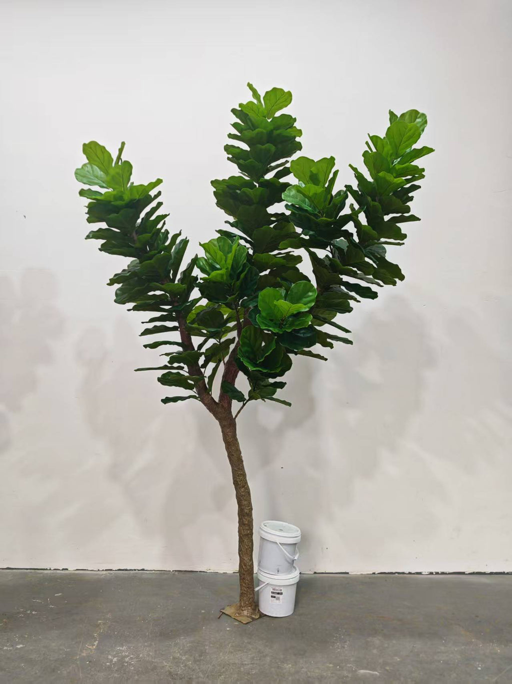 The crown of the 3m fiddle leaf fig seen from below against the ceiling