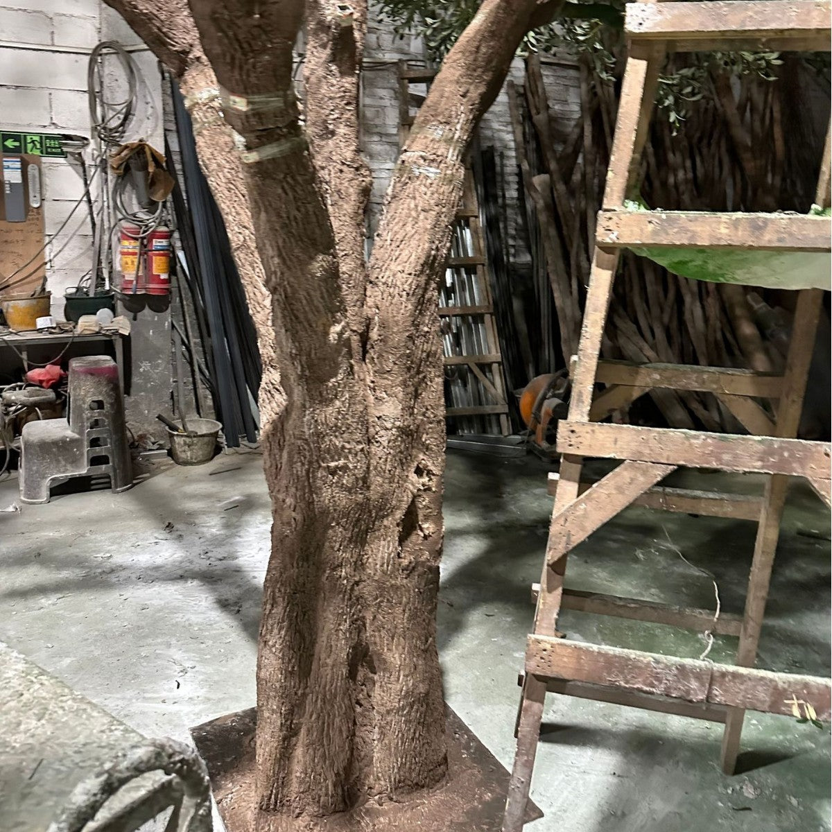 The 16.5ft olive tree standing as a statement piece in a hotel lobby atrium