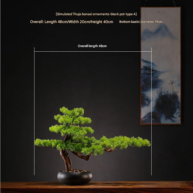 The bonsai photographed from the front against a plain studio backdrop