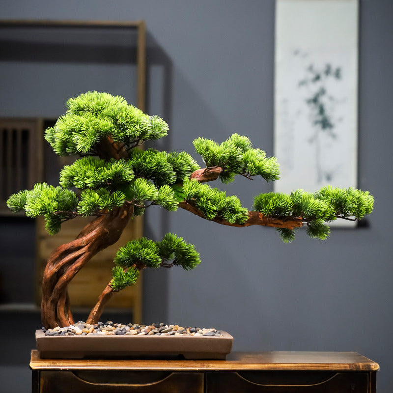 The 4ft pine bonsai photographed front-on against a plain studio backdrop