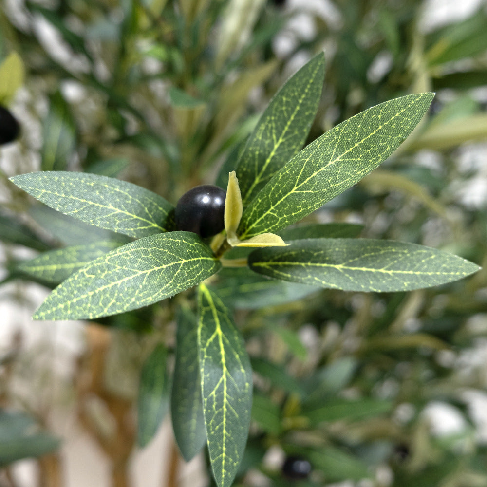 The trunk of the 7.5ft olive tree rising from its base into the canopy