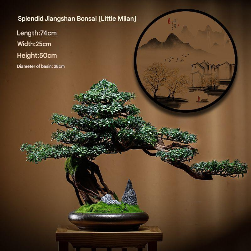 The 1.2m bonsai in a living room standing beside a sofa and coffee table