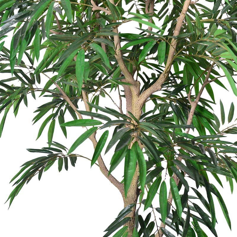 The 9ft ficus tree in an office lobby, softening the corner beside a window