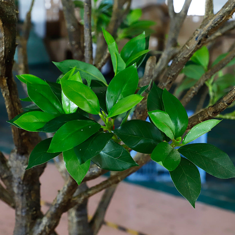 Close-up of the mangrove leaves showing their glossy oval shape and deep green