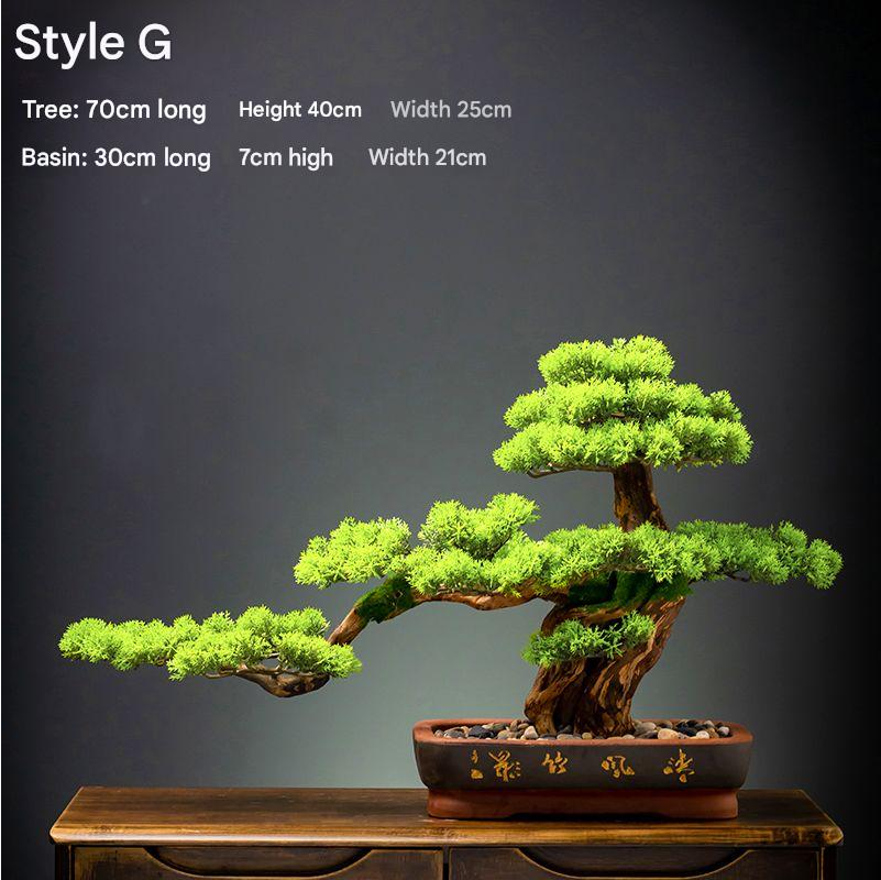 The 4ft bonsai in profile with branches reaching out past the pot rim