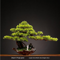 Artificial welcome pine bonsai 1.2m tall, branches trained out to one side