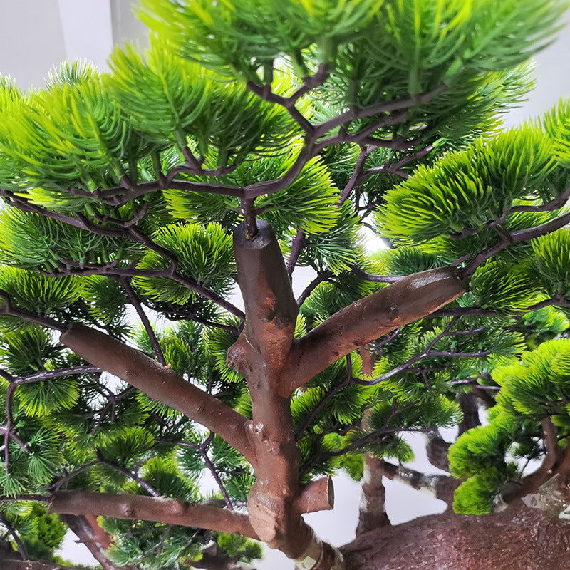 Close-up of the pine needles gathered into flat pads along each branch