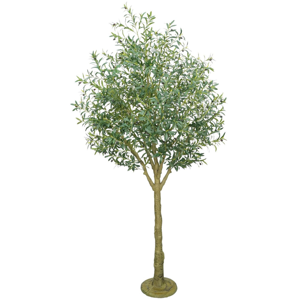 The olive tree in a lobby reception, softening the space beside the desk