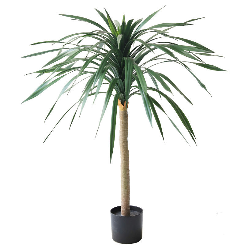 The dracaena tree beside an office reception desk, greening the arrival area