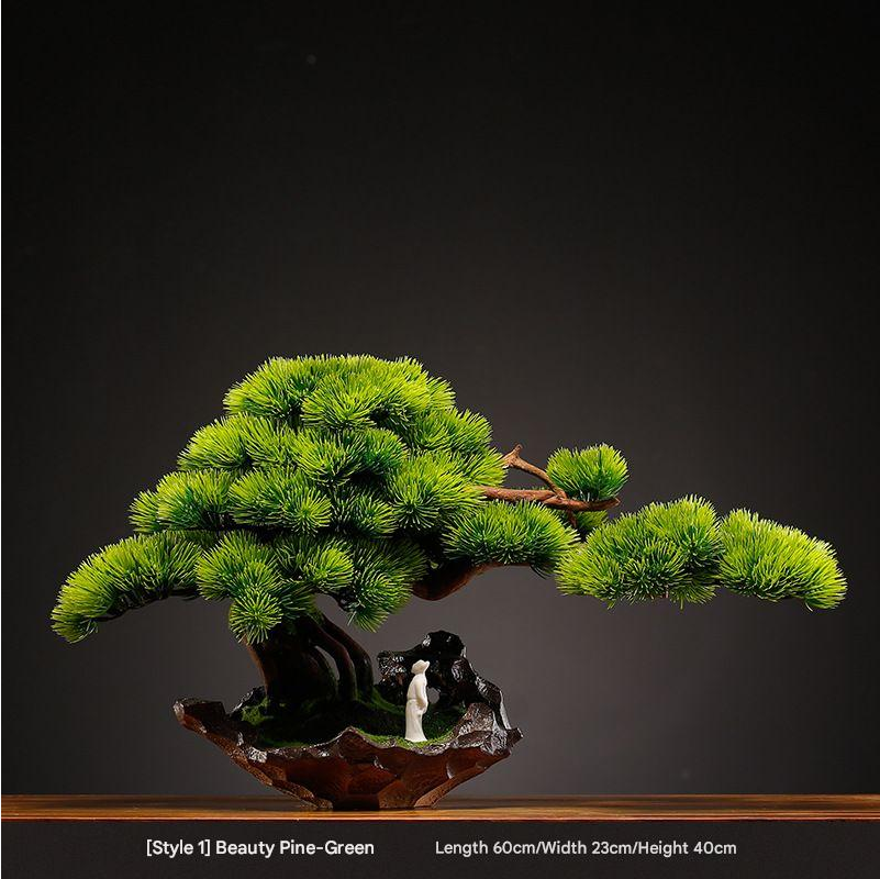 The curved trunk of the 1.2m welcome pine bonsai rising from its pot