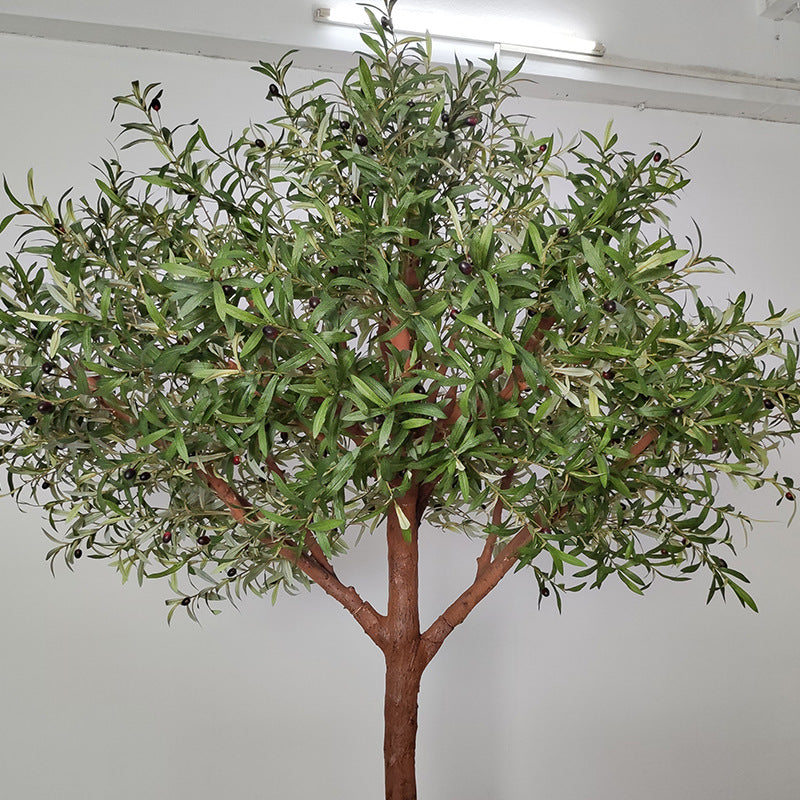 The potted olive tree placed outdoors along a paved park walkway