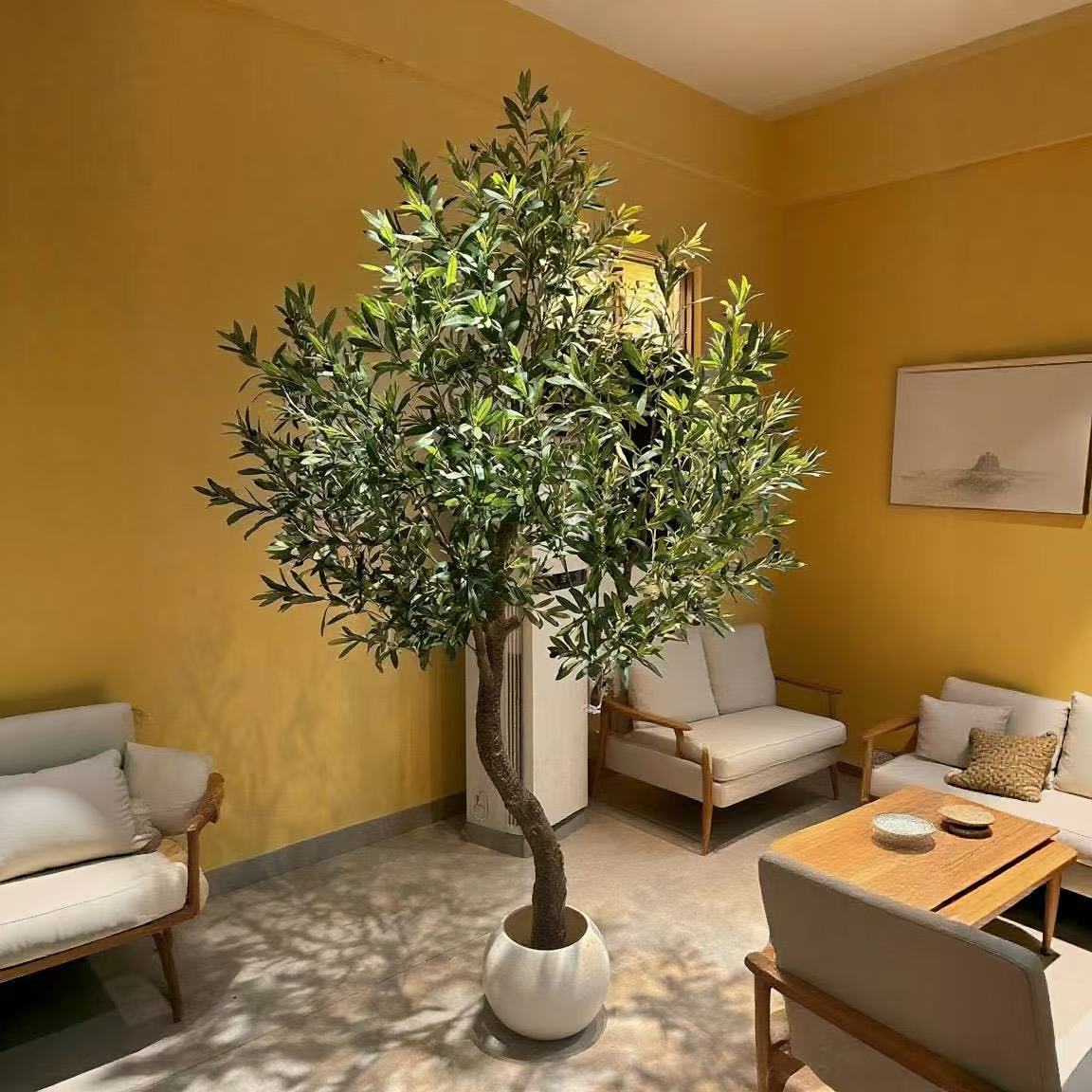 The olive tree in a living room corner standing beside a sofa and window