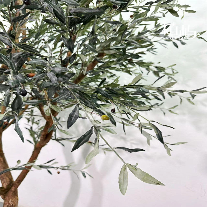 The olive tree dressed as a wishing tree with tags tied to the branches