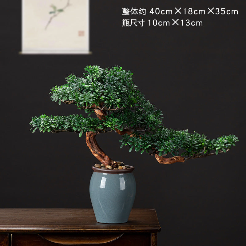 Foliage of the welcome pine seen from underneath its lowest branch pad
