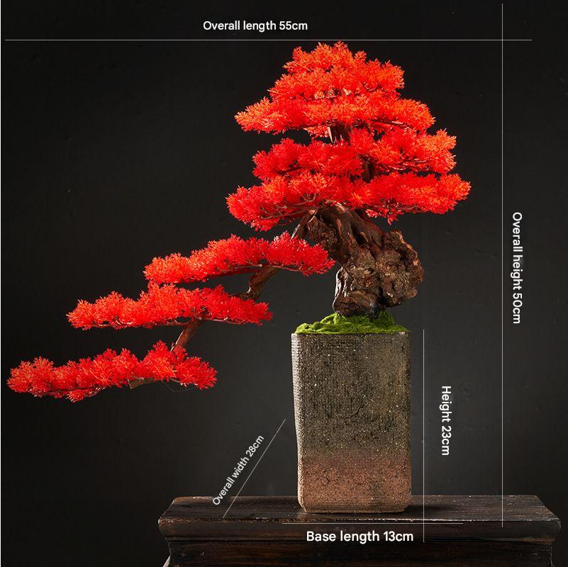 The bonsai seen from above, its trained pads stepping out in open tiers