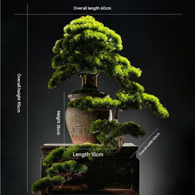 The pine bonsai shown from the front against a plain studio backdrop