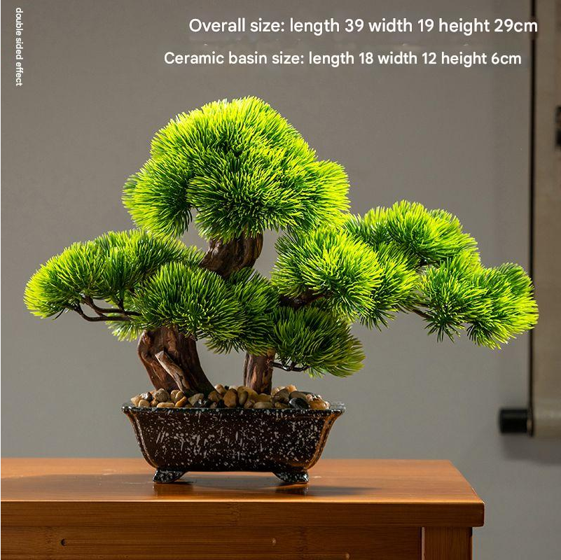 The cliff cypress in profile, its trunk leaning out well over the pot rim