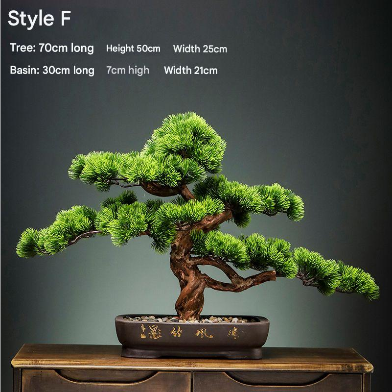 The 4ft bonsai seen from above, its pads opening out in staggered tiers