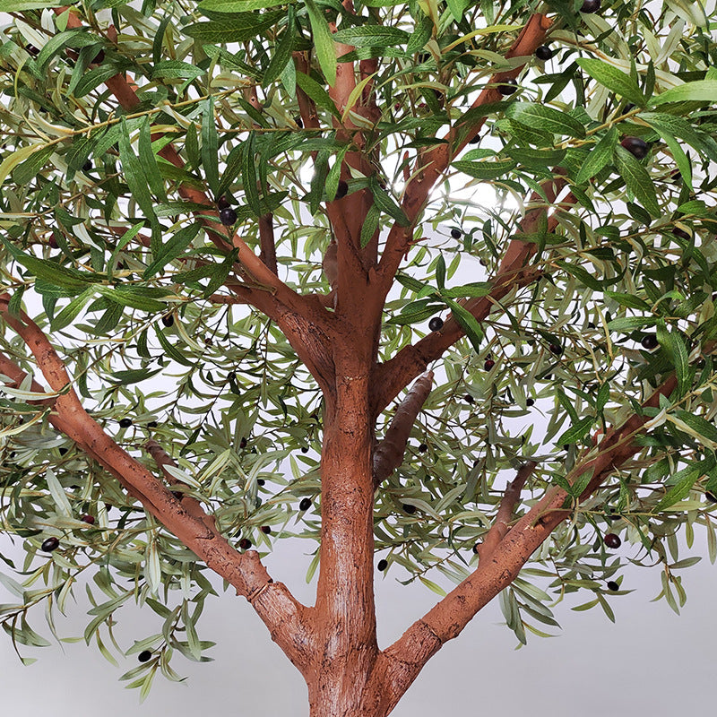 Close-up of the olive leaves showing the narrow blades and two-tone colouring