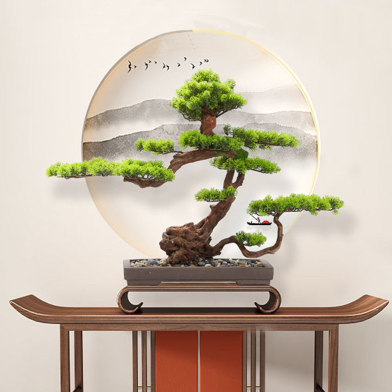 The 3ft pine bonsai photographed from the front against a plain studio backdrop