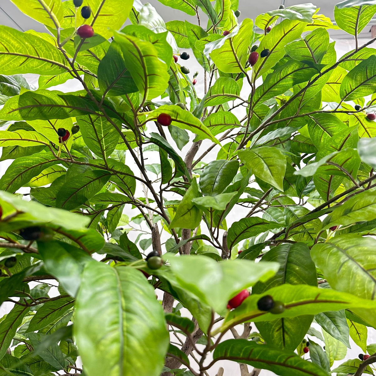 The slim trunk of the 8ft faux coffee tree rising out of its floor planter