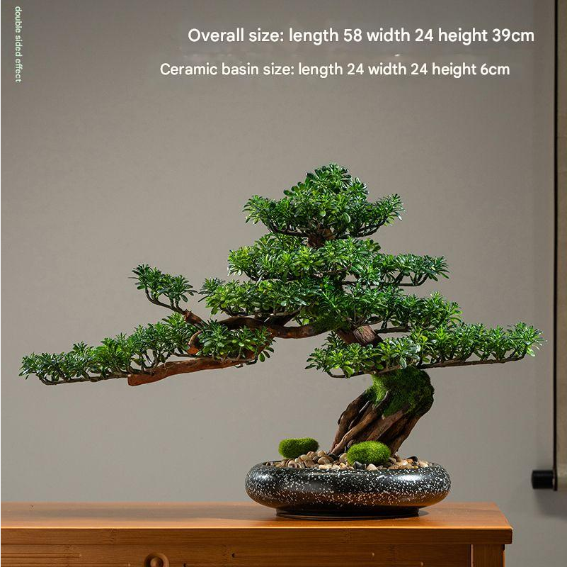 The 6ft cypress shown beside a chair to give a sense of its scale