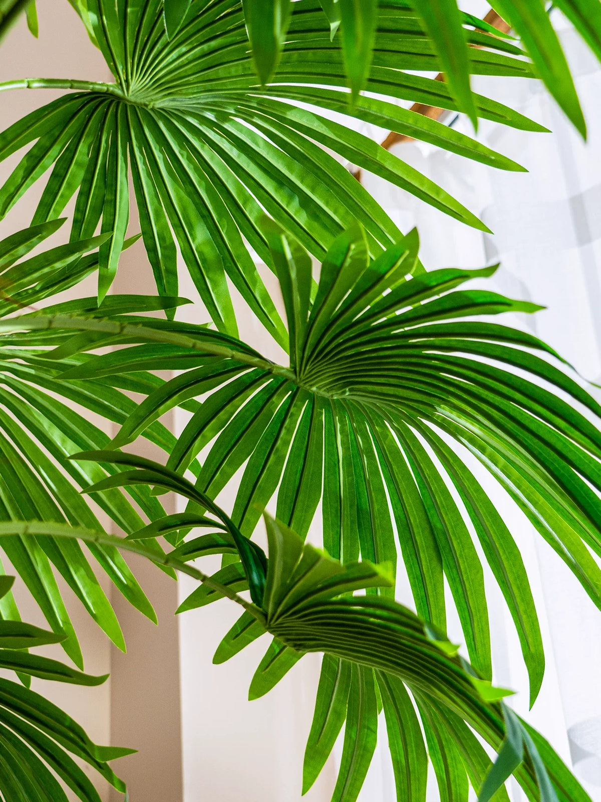 Overhead view of the fan palm crown showing how the leaves radiate outward