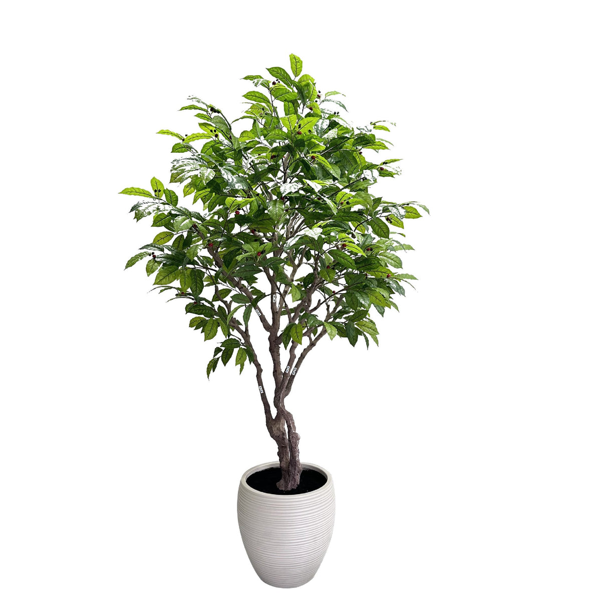 The 7.5ft, 8ft and 8.5ft coffee trees shown together for height comparison