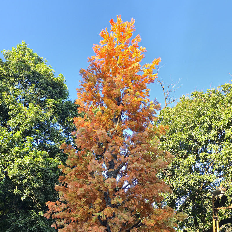 Close-up of the cedar foliage showing the flat, fanned sprays of needles