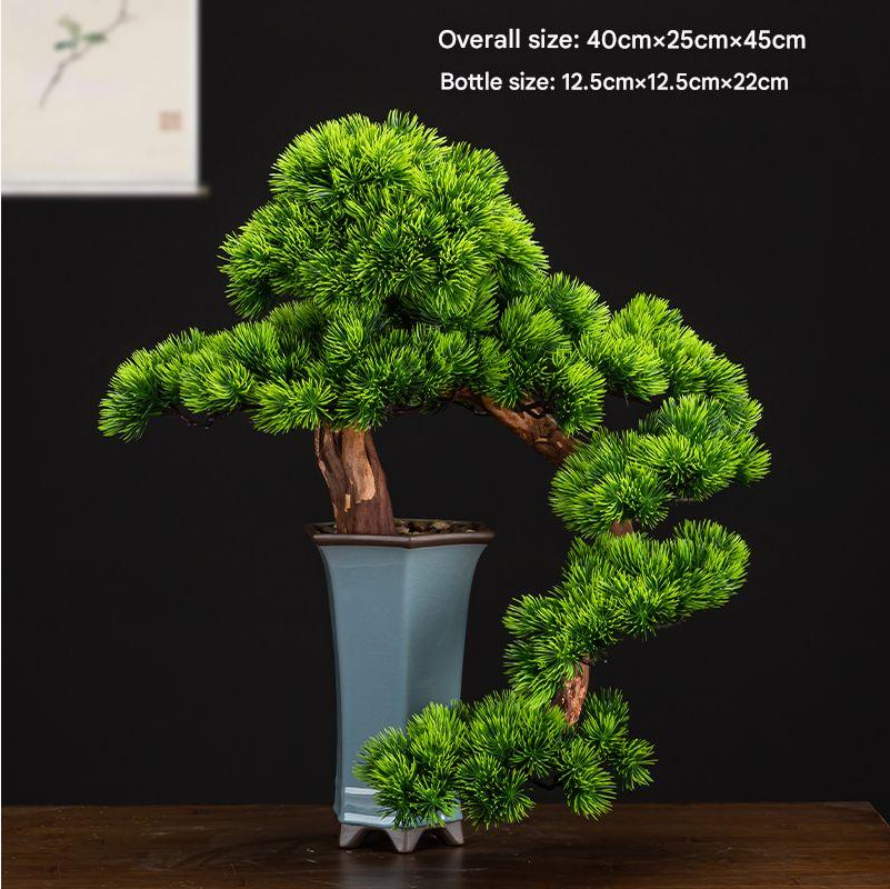 The pine bonsai shown against a plain studio backdrop from the front