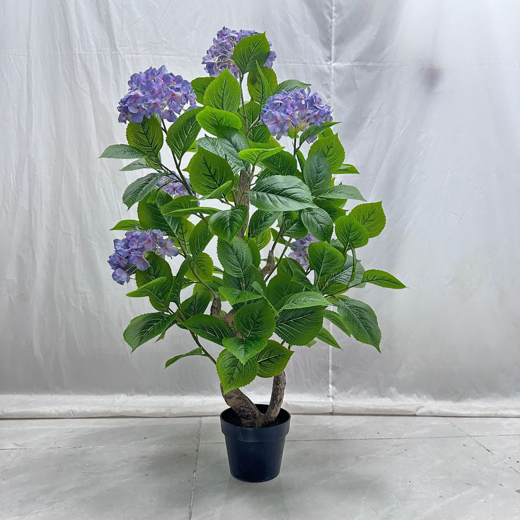 The 3ft, 3.5ft and 5ft hydrangea plants shown together for size comparison
