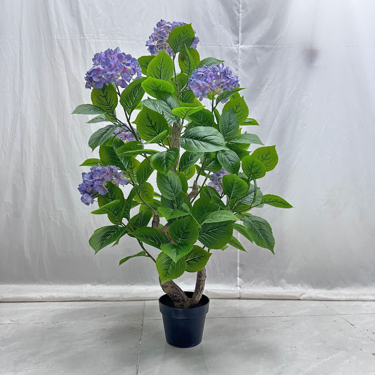 The 3ft, 3.5ft and 5ft hydrangea plants shown together for size comparison