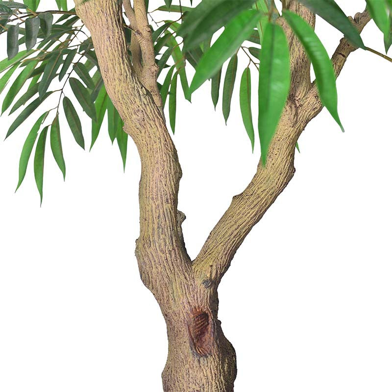 The slender trunk of the 9ft willow leaf ficus rising from its floor planter