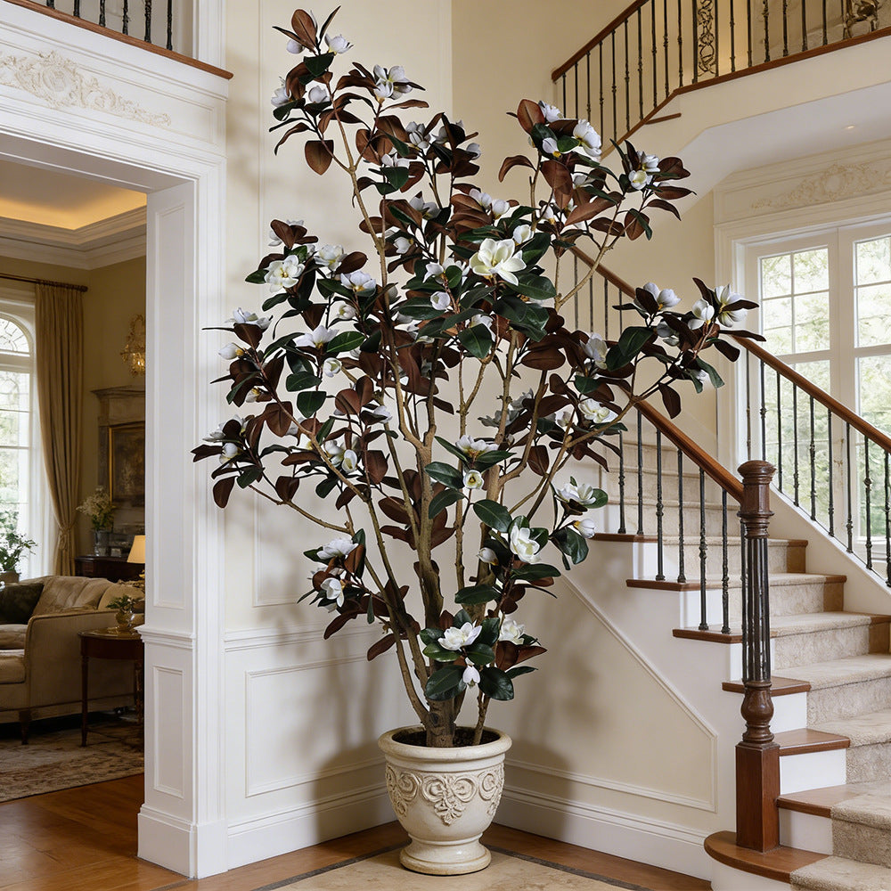 The trunk and branch frame of the 320cm magnolia showing beneath the canopy