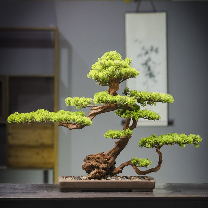 The lowest branch pad of the bonsai reaching out well over the rim of the pot