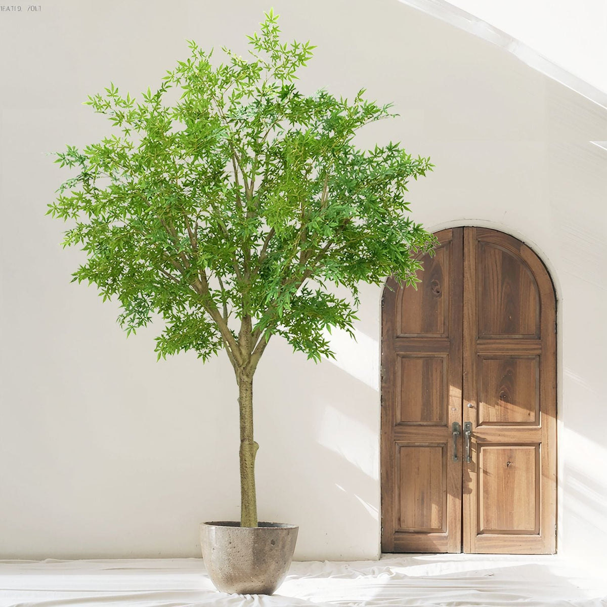 The 9ft olive tree in a living room, foliage reaching towards the ceiling