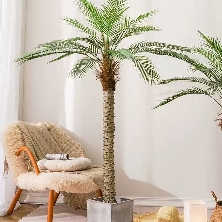 The bamboo-like cane stems of the areca palm rising in a cluster from the base