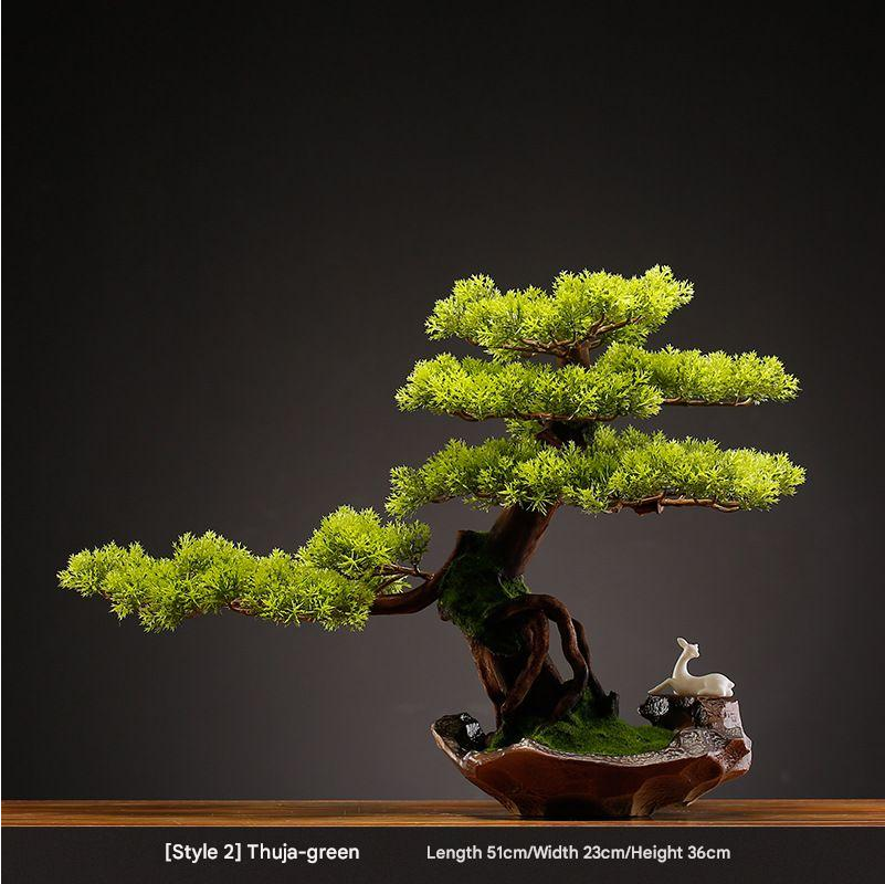 The bonsai seen from above, its pads opening out in staggered tiers