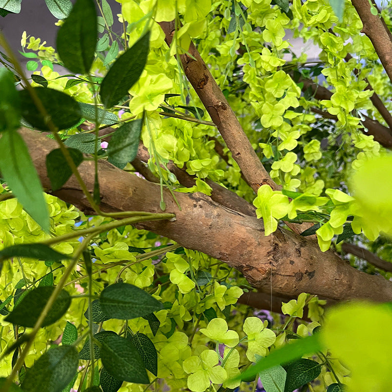 The branch canopy of the 15ft wisteria spread out well above head height